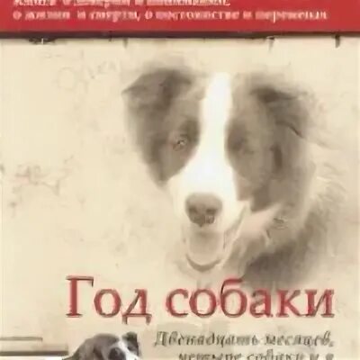 Собака 12 букв. Двенадцать собак. Бездомные животные фото. Двенадцать собак платный контент. Самарский приют для собак.
