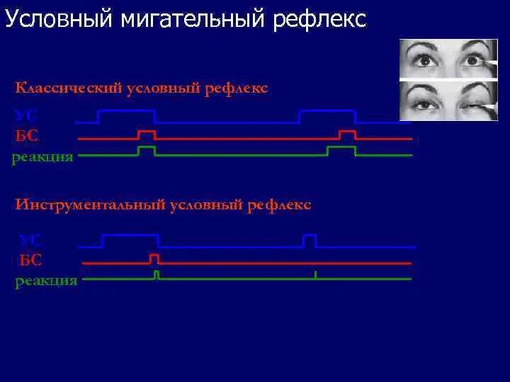 Получение мигательного рефлекса. Условный мигательный рефлекс. Безусловный мигательного рефлекса. Мигательный рефлекс относится к. Дуга условного мигательного рефлекса.