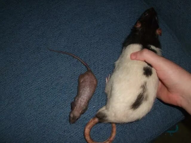 Мышь и крыса. Размер мыши. Отличие мыши от крысы. Мышки и крыски различия. Как отличить мышь