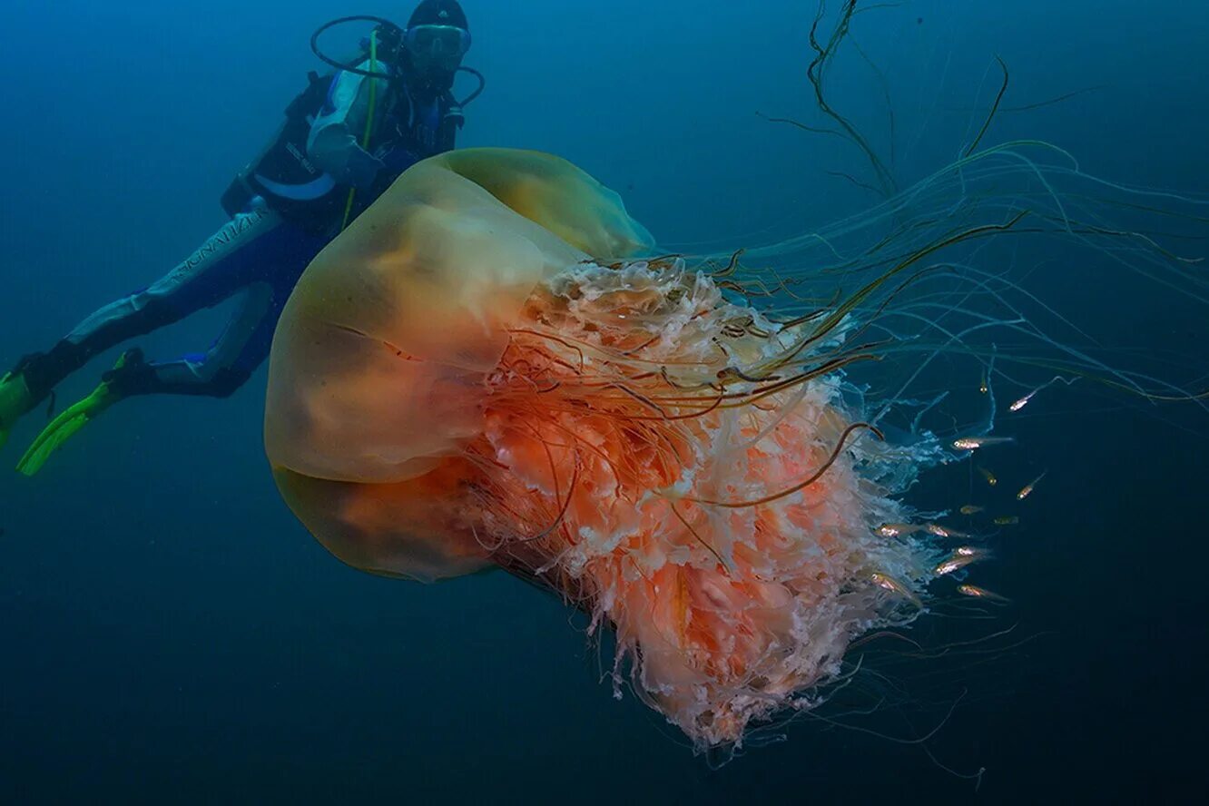 Номура. Арктическая медуза цианея. Медуза цианея гигантская. Медуза Полярная цеаннея. Медуза Номура.