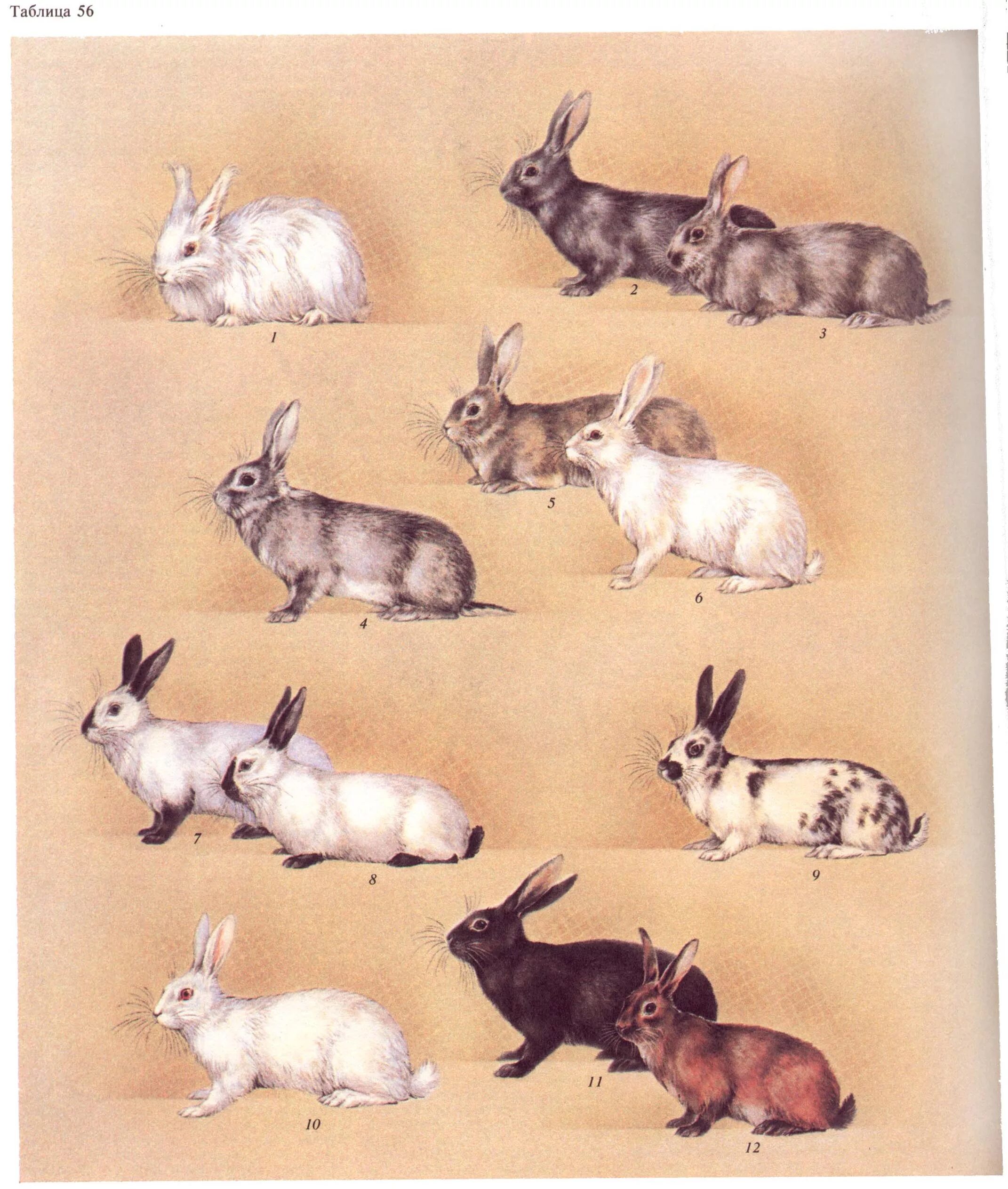 Селекции домашних животных. Породы домашних животных. Селекция кроликов. Породы домашних животных кролики. Селекция животных кроликов.