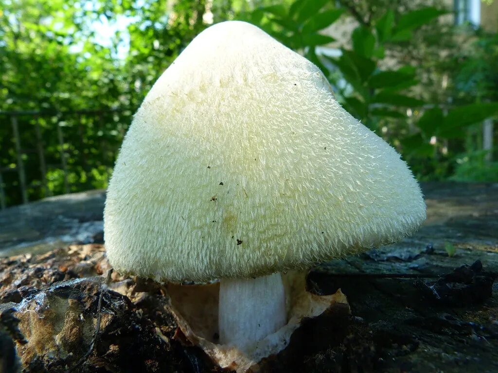Толще белая. Белый мохнатый гриб ежовик. Вольвариелла. Вольвариелла шелковистая съедобный. Вольвариелла серо-голубоватая.
