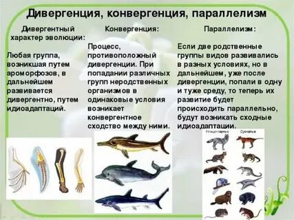 Организмы объяснение