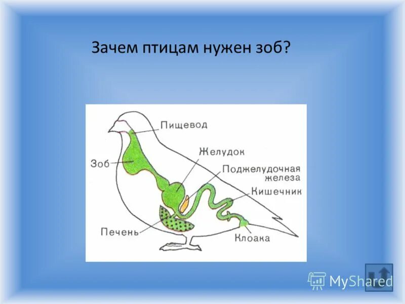Гортань у птиц. Зоб у птиц. Строение зоба у птиц. Зоб птицы анатомия. Схема пищеварительной системы птицы.