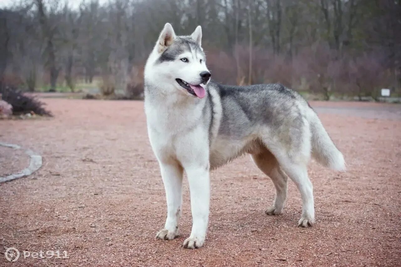 Сибирский хаски белый. Сибирский хаски серый. Серый хаски. Серый хаски. Серый хаски.