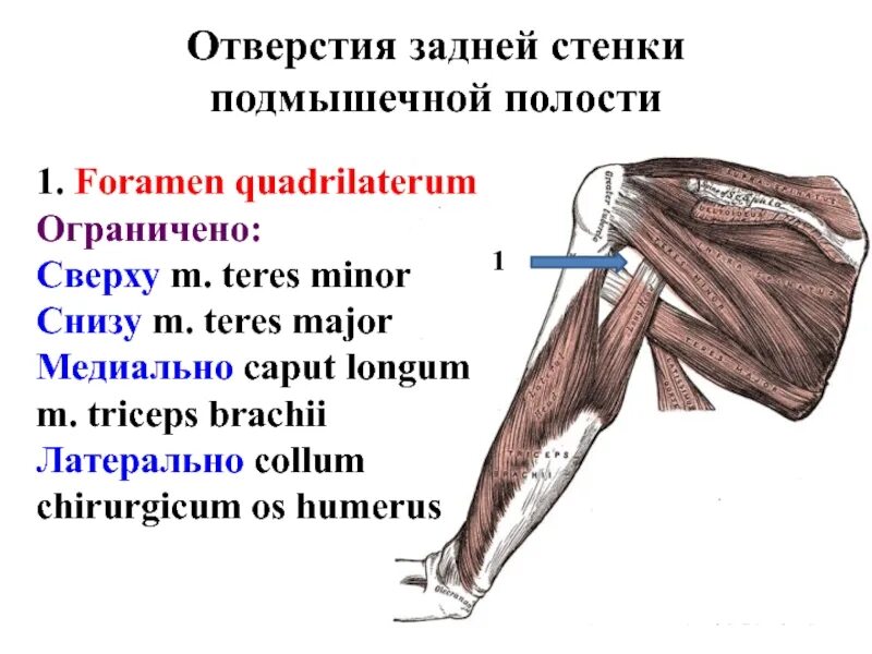 Сверху кожа снизу. Подмышечная ямка анатомия топография. Подмышечная ямка топографическая анатомия. Стенки подмышечной полости топографическая анатомия. Трехстороннее отверстие foramen Trilaterum.