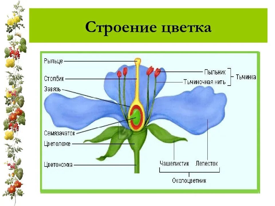 Строение цветка и соцветия. 6 Класс биология цветок его соцветие строение. Цветок строение цветка. Строение и многообразие цветков. Строение цветка соцветие 6 класс