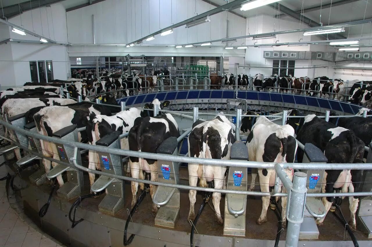 год коровы. хозяйство петелино ялуторовский район тюменская область. бизон омутинка. крс тюменской. молочная ферма дамате тюменская.