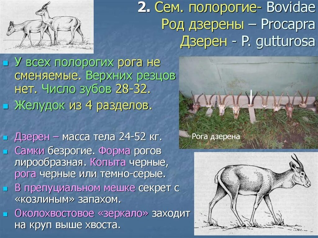 Особую группу из семейства полорогих образуют. Семейство Полорогие. Парнокопытные семейства полорогих. Дзерен красная книга краткое описание. Рога дзерена.