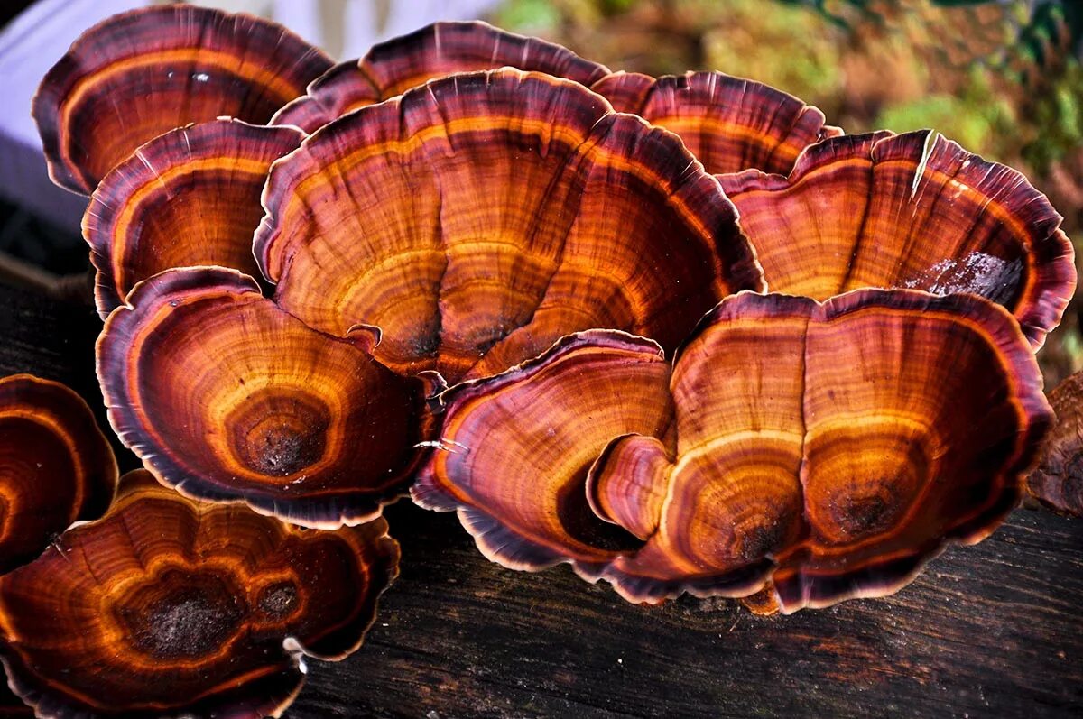 Ганодерма лусидум. Гриб трутовик ganoderma lucidum. Гриб рейши трутовик. Ганодерма люцидум. Reishi mushroom.