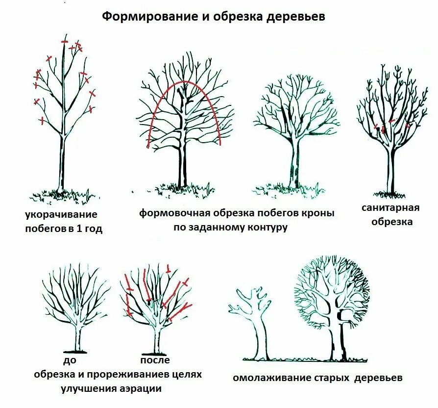 Как правильно обрезать плодовые весной. Схема подрезки плодовых деревьев. Обрезать абрикос весной. Обрезка плодовых деревьев яблонь. Правильно обрезать яблоню осенью схема подрезки.