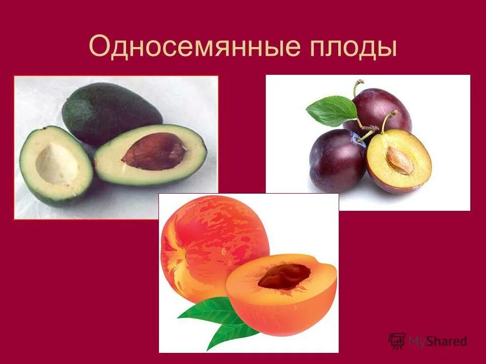 Многосемянные вскрывающиеся плоды. Односемянные плоды. Односемянные костянка. Сухие плоды это в биологии многосемянные. Многосемянные плоды биология 6 класс.