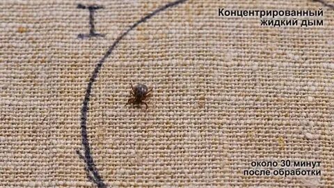 Обработка от клещей дымом