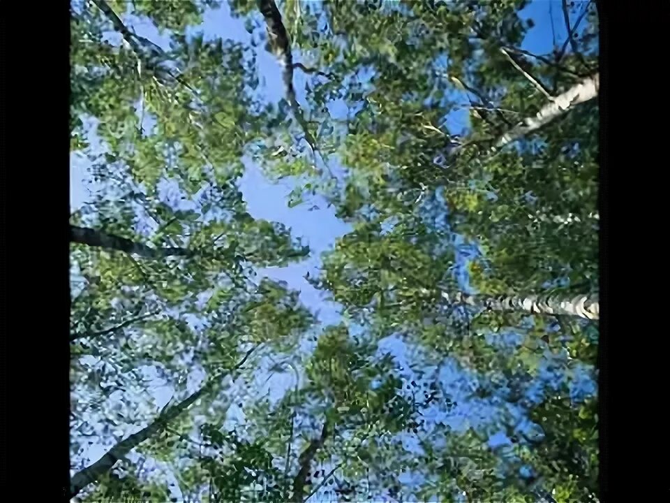 Песня бабья рощица. Девушка у березы. Бабья рощица. Березовая роща рязань. Песня бабья рощица слушать.
