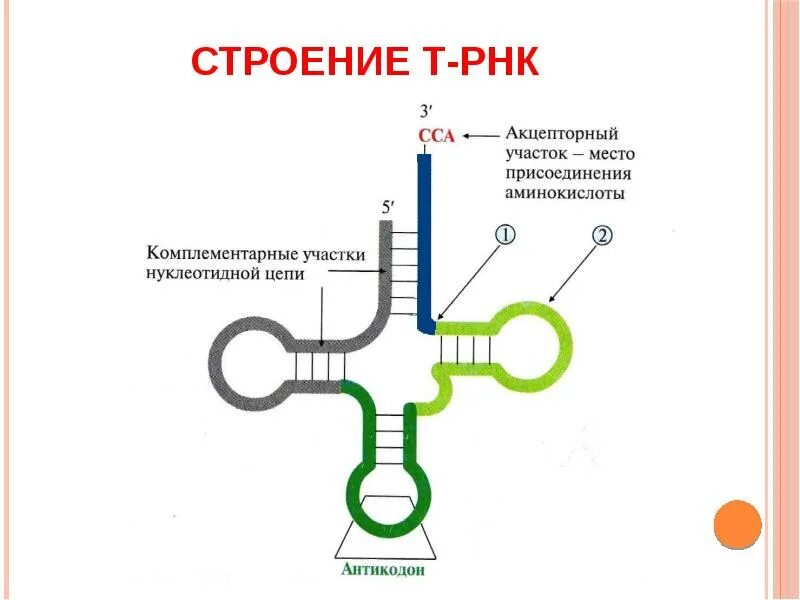 И рнк синтезируется комплементарно. Вторичная структура транспортной рнк. транспортная рнк биохимия. структура трнк биохимия. структура транспортной рнк.