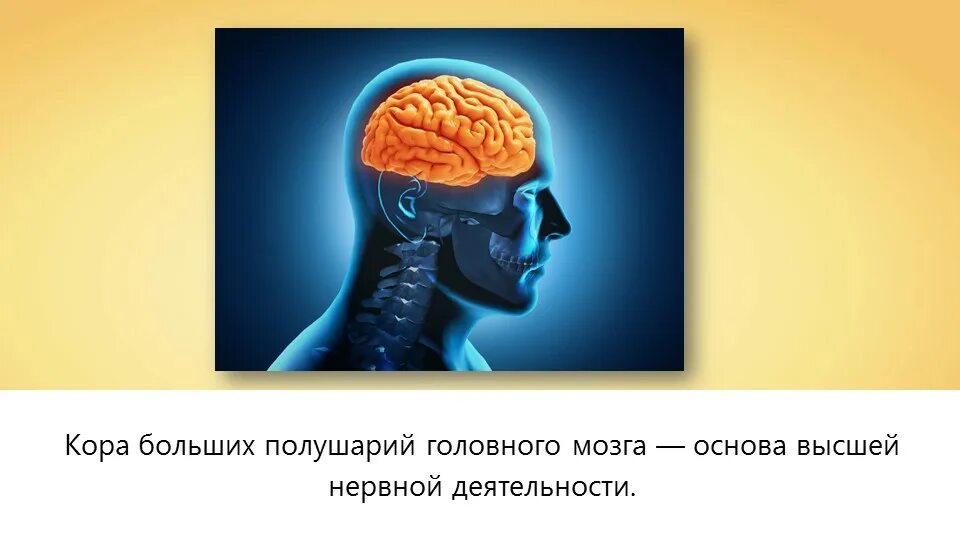 Нервная деятельность человека. ВНД человека. Головной мозг ВНД. Высшая нервная деятельность человека основа