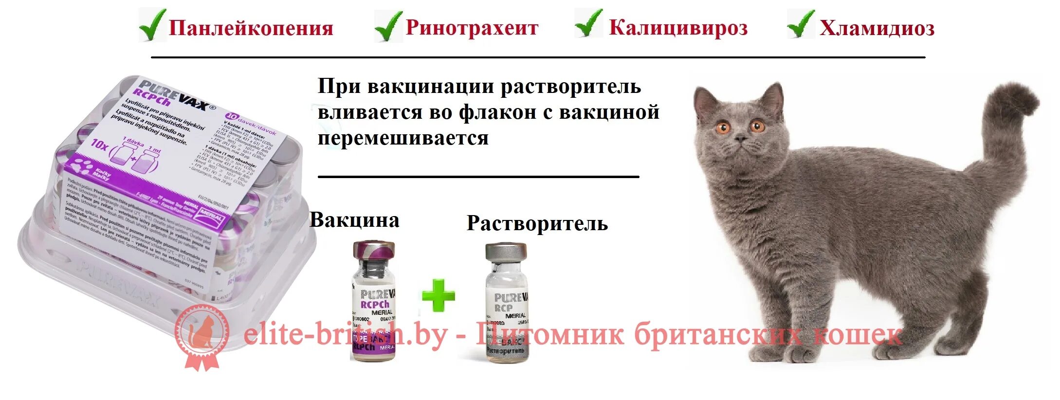 Сколько после глистогонки можно делать прививку. Вакцинация котенка схема Пуревакс. Когда делать прививку коту. Ранняя вакцинация котят Нобивак. Вакцина для кошек Мультифел 5.