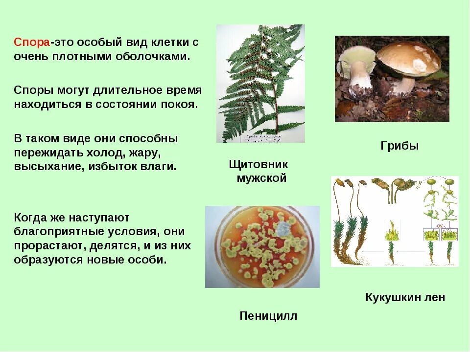 С помощью спор бактерии. Спора это в биологии 5 класс. Споры это в биологии 7 класс. Спора это в биологии 7 класс. Что такое споры в биологии 5 класс.