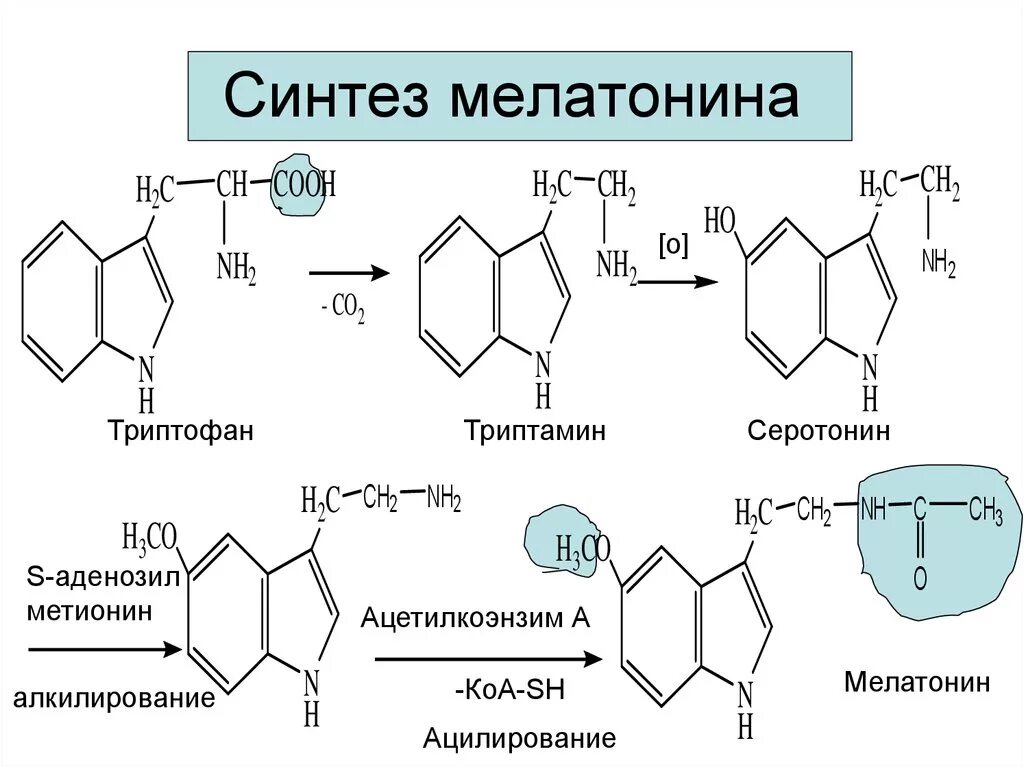 Реакция Синтез мелатонина из триптофана. Процесс синтеза мелатонина из триптофана. Синтез меланина из триптофана. Триптофан Синтез мелатонина.