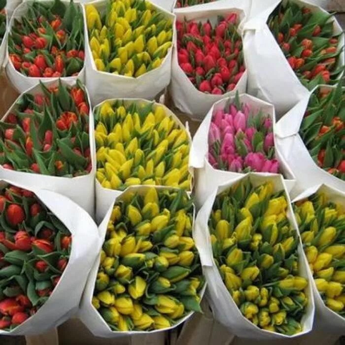 База тюльпанов. Тюльпаны на оптовом в коробках. Белорусские тюльпаны. Тюльпаны оптом.