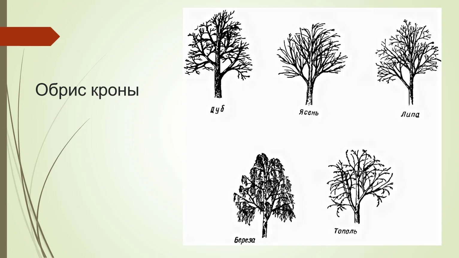 Виды ствола растений. Формы крон древесных растений. Морфология древесных растений. Крона липы зимой. Силуэты деревьев с названиями.