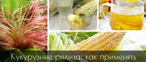 Чем полезны рыльца