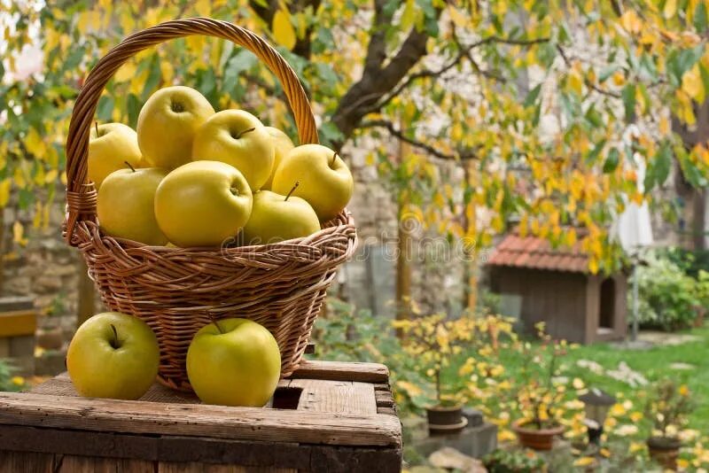 Осенью с яблони собрали яблоки желтые зеленые. Корзинка с яблоками. Яблоки желтые. Корзинка с яблоками в саду. Жёлтые яблоки в корзинке.