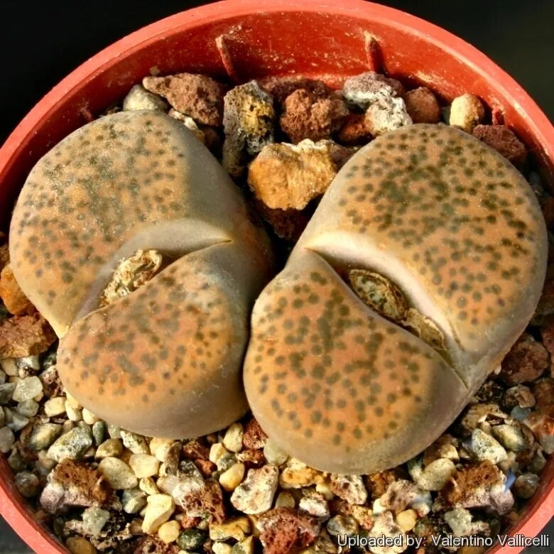 Литопс фульвицепс. Литопс буроватый Lithops fulviceps. Литопс живые камни семена. Кактус Литопс.