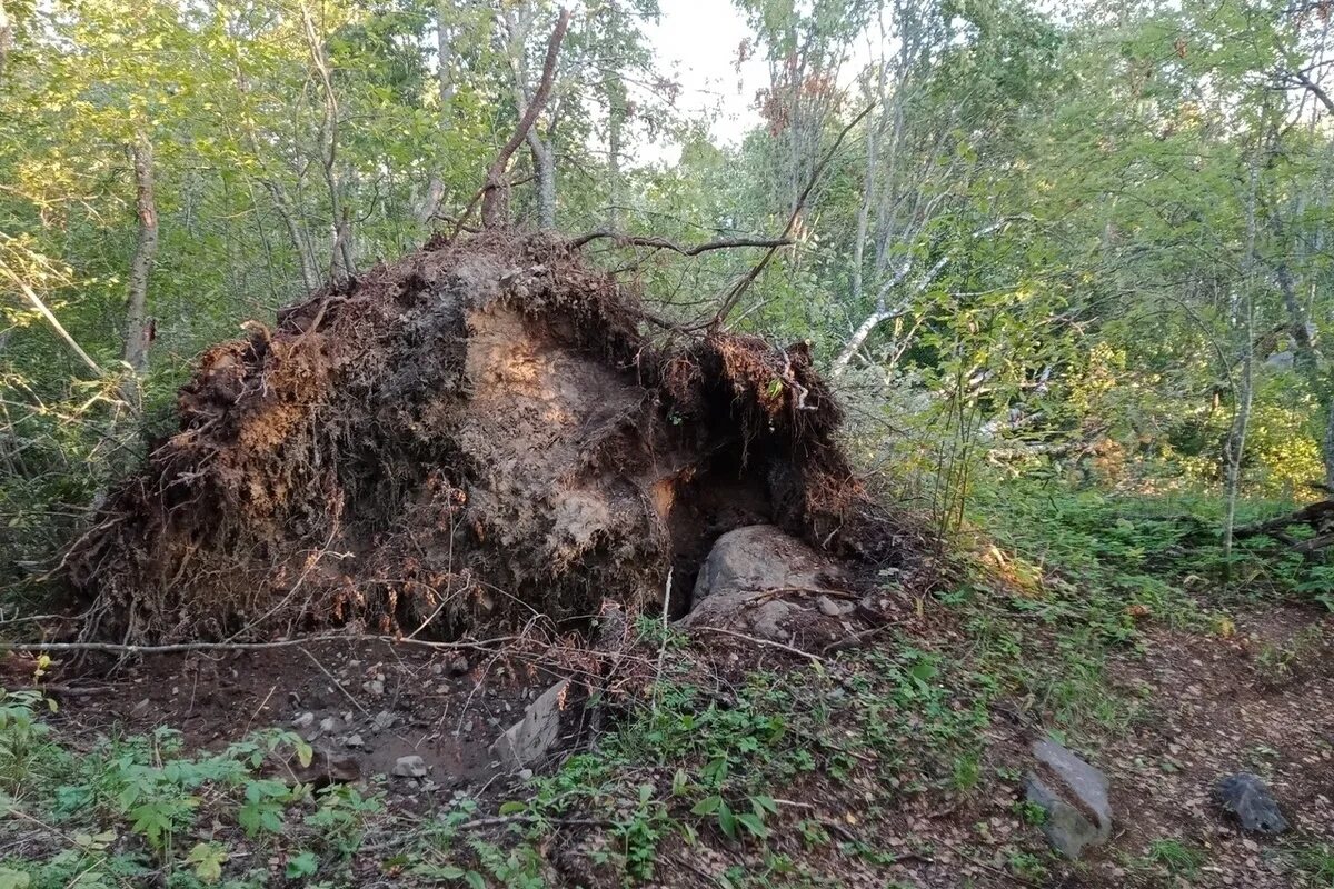 В этом году вблизи урочища расположенного недалеко