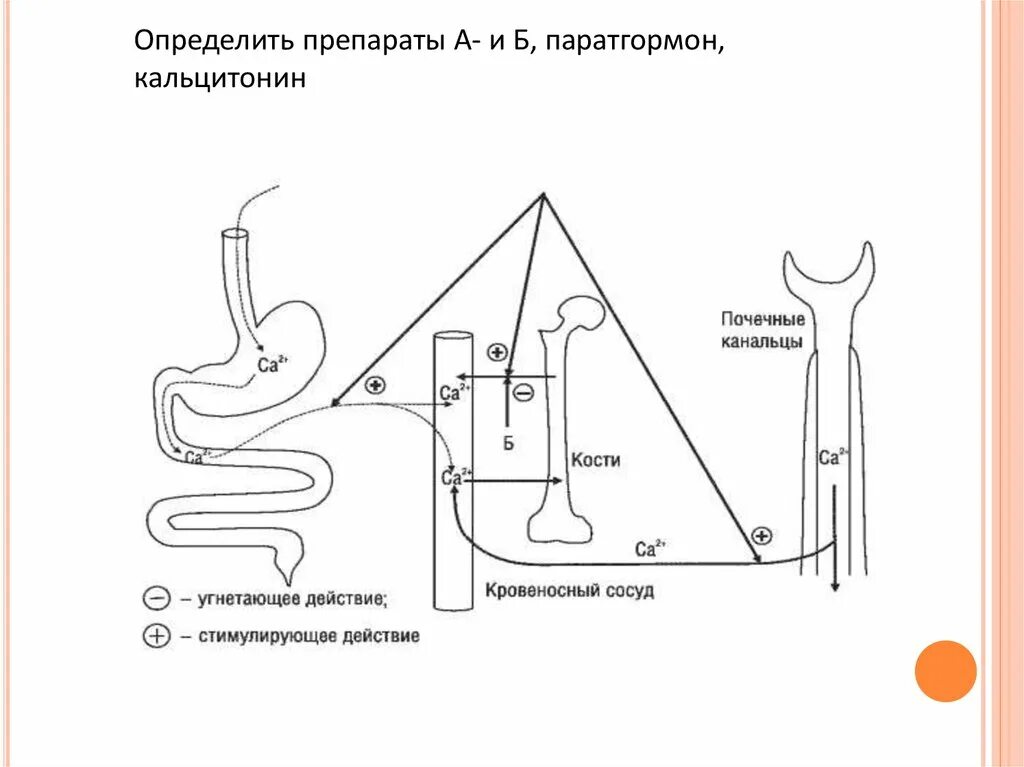 Отличают препараты. Препараты паратгормона. Определите препараты а-г эстрогены кальцитонины. Паратгормон лекарство. Определить гормональные препараты АГ.