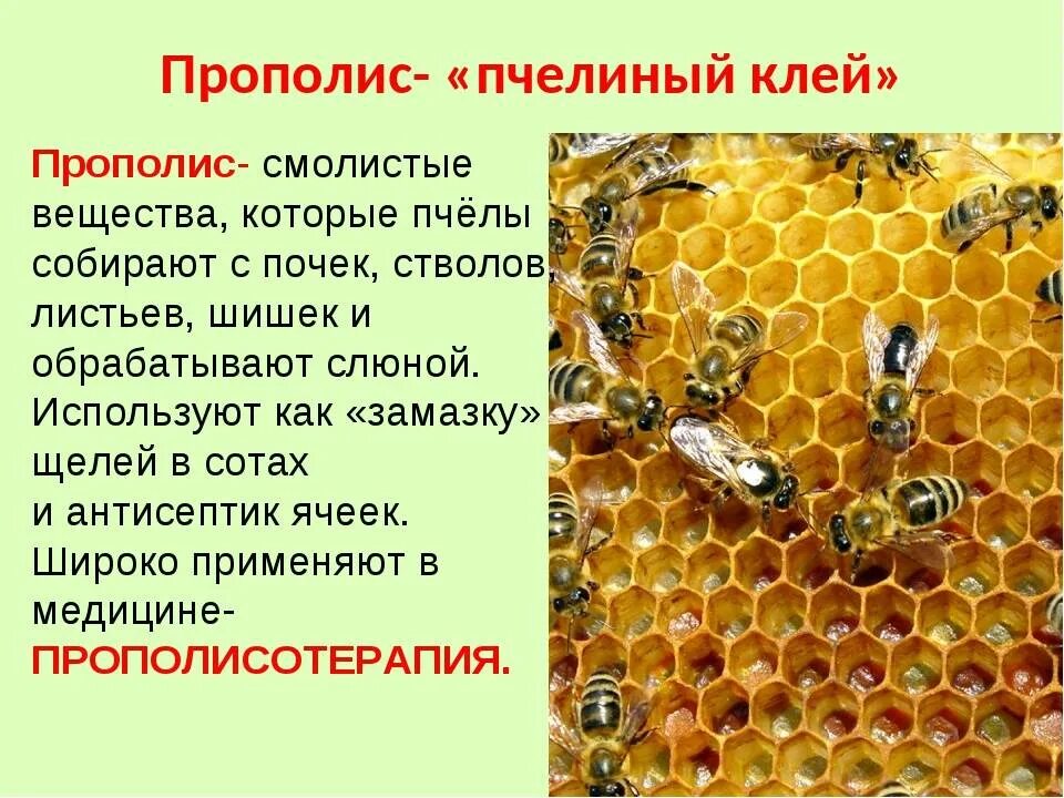 Характеристика пчел. Пчела описание. Пчела тема. Пчела для презентации.