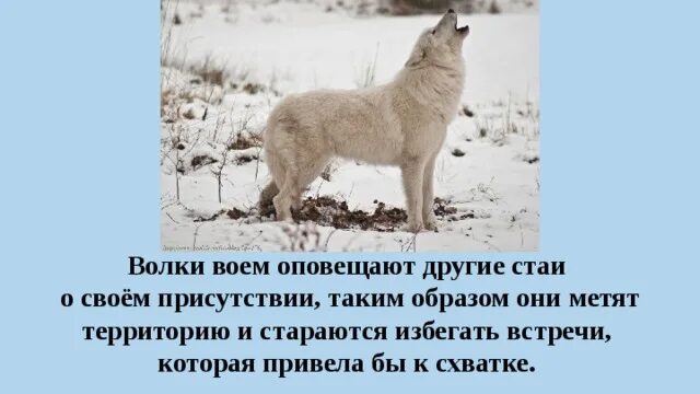 Где находится полярный волк колония на карте. Полярный волк факты. Волк помечает территорию. Коротко о Полярном волке.