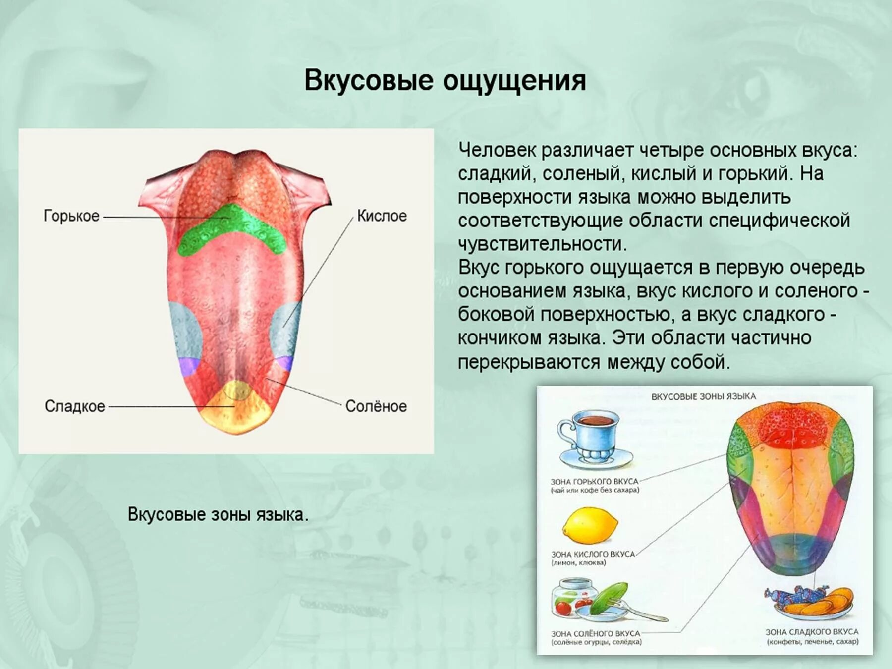 Рецепторы вкусовых ощущений