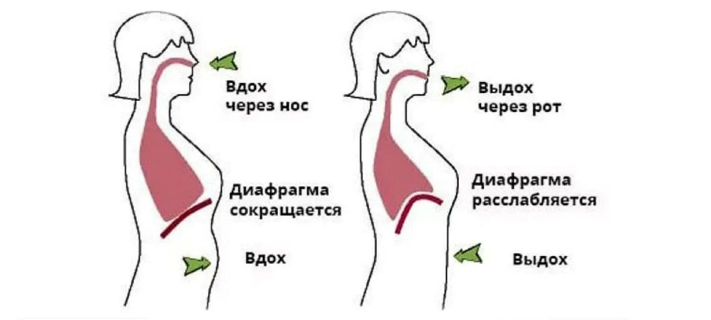 Резкий выдох через рот. Дыхательные упражнения диафрагмальное дыхание. Схема речевого дыхания вдох пауза. Дыхательные практики для диафрагмы. Диафрагменное дыхание схема.