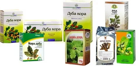 Дуб аптека