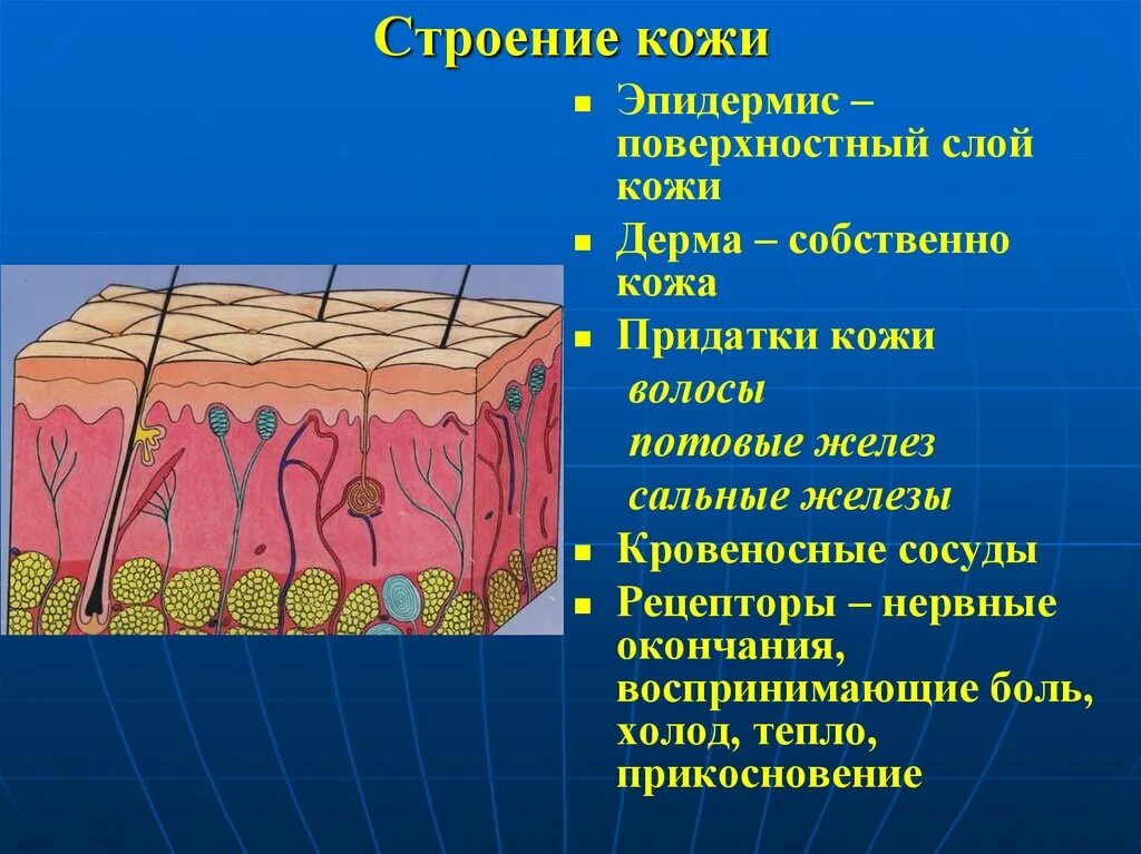 Слой 1) эпидермис 2) дерма 3) гиподерма. Кожа эпидермис дерма гиподерма. Строение кожного слоя эпидермиса. Строение кожи и эпидермиса структура кожи. Какую функцию выполняют потовые и сальные