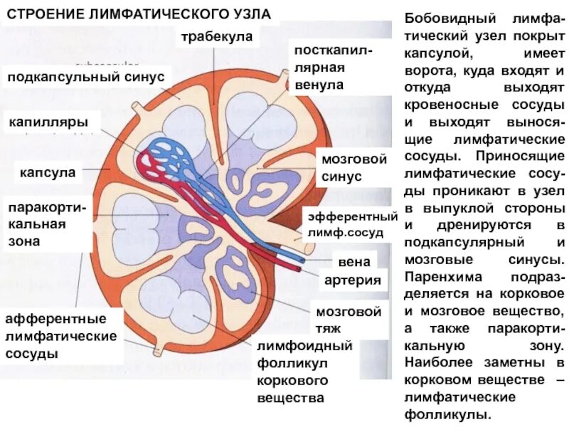 Строение синусов лимфатического узла. Лимфатические синусы лимфатического узла. Синусы лимфоузла строение. Мозговой синус лимфатического узла. Индекс резистентности артерий