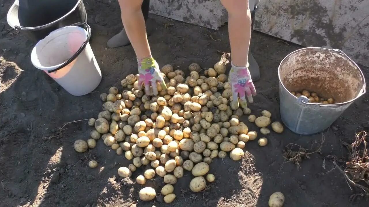 Копать картошку. Копка картофеля. Копание картофеля. Выкапывание картошки. Сколько лет картофелю
