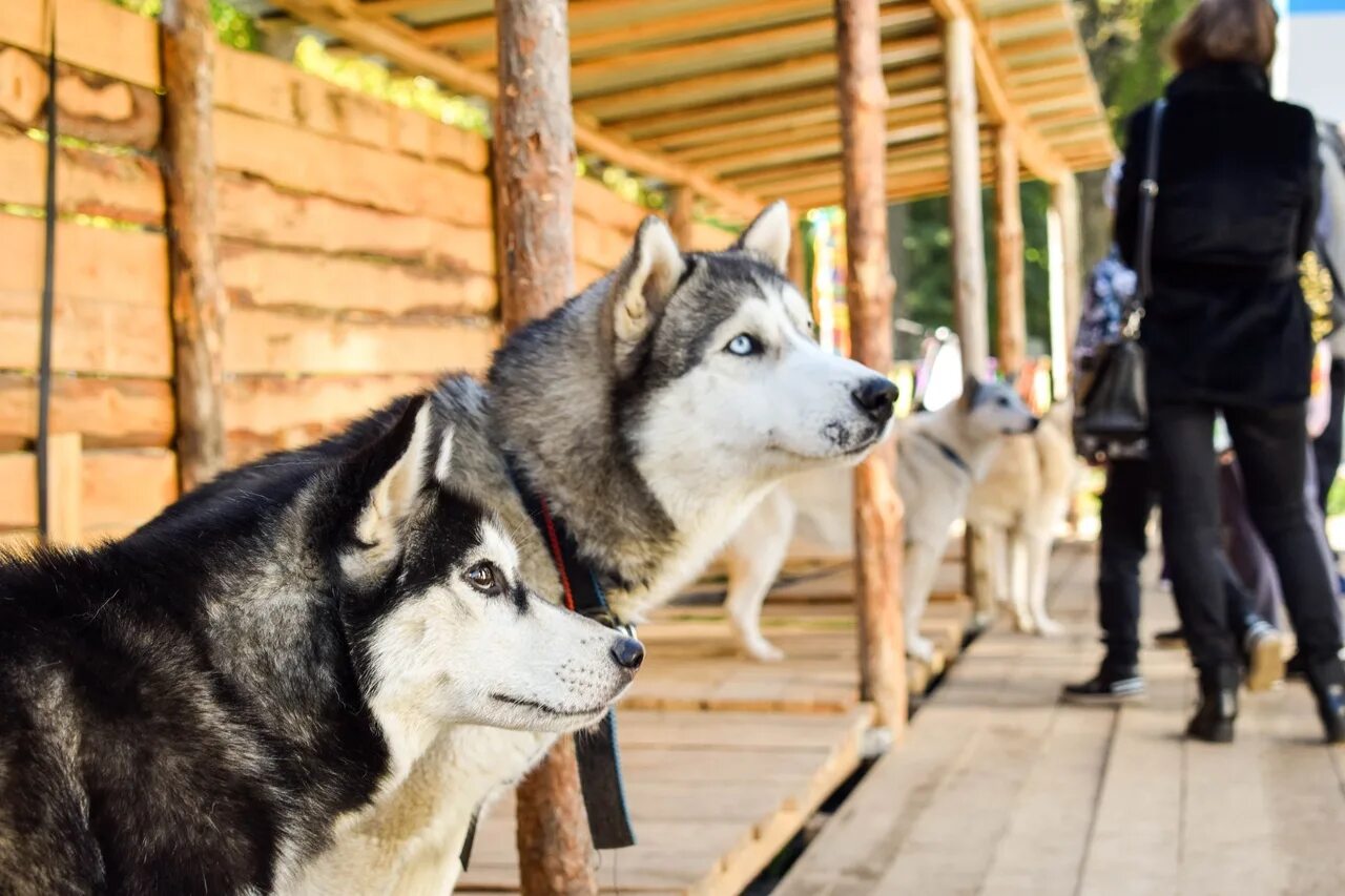 Хаски парк шихово. Хаски парк сокольники акелла. Хаски в сокольниках. Хаски парк сокольники. Хаски парк сочи красная поляна.