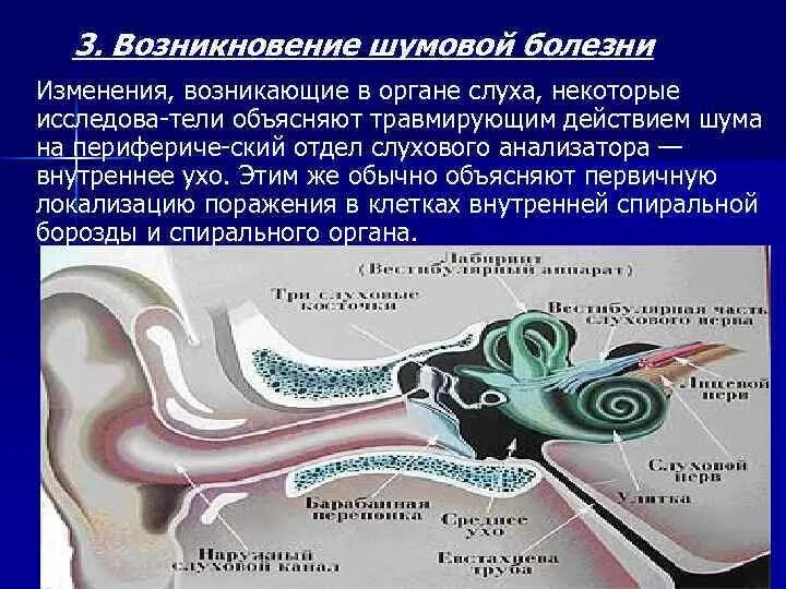 Влияние шума на слуховой анализатор. Шумовая болезнь. Болезни органов слуха. Чувствительность органа слуха