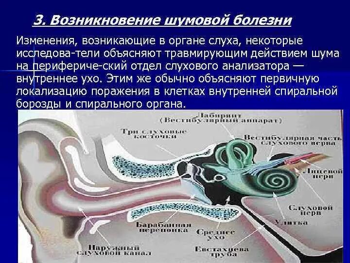 Влияние шума на слуховой анализатор. Шумовая болезнь.