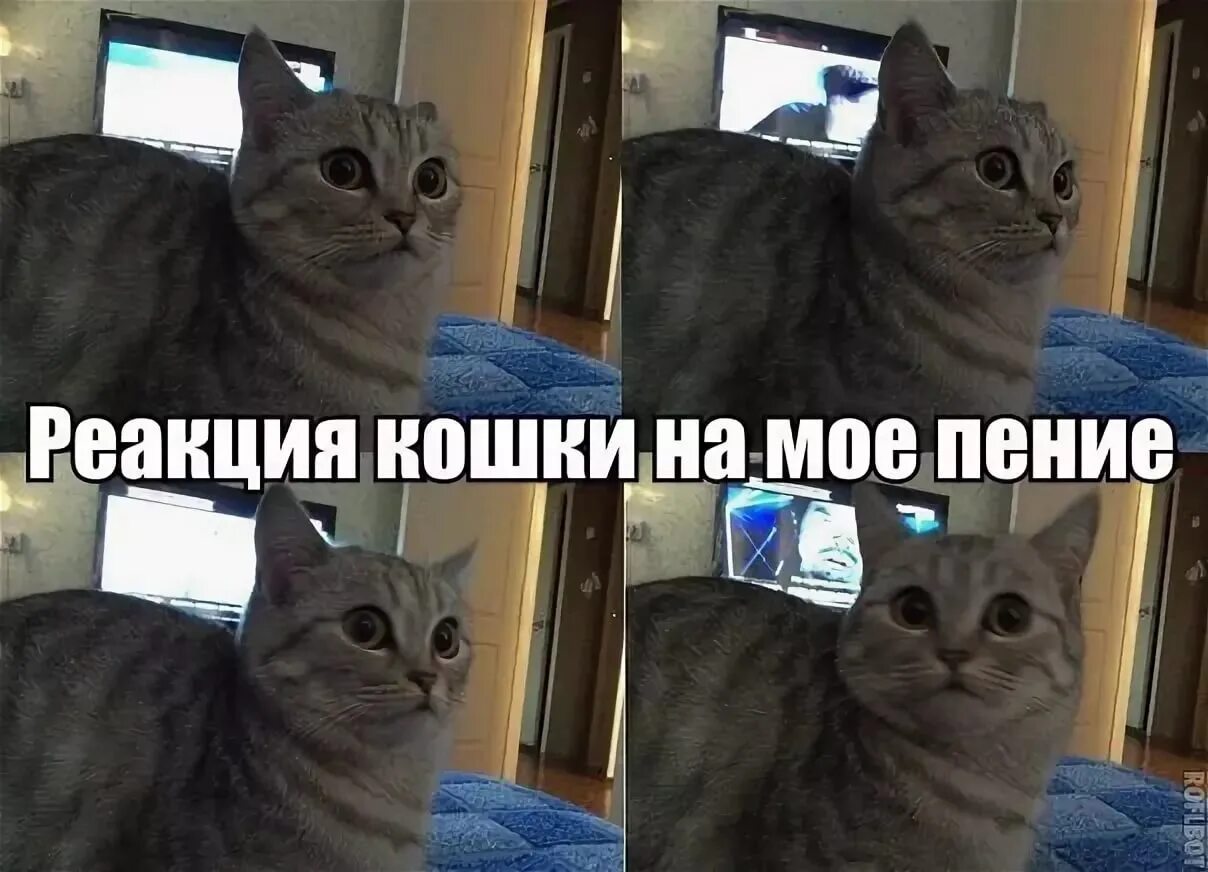 Мемы про котят. Мемы с котиками. Мемы про котов. Кот Мем. Смешные мемы про котов.