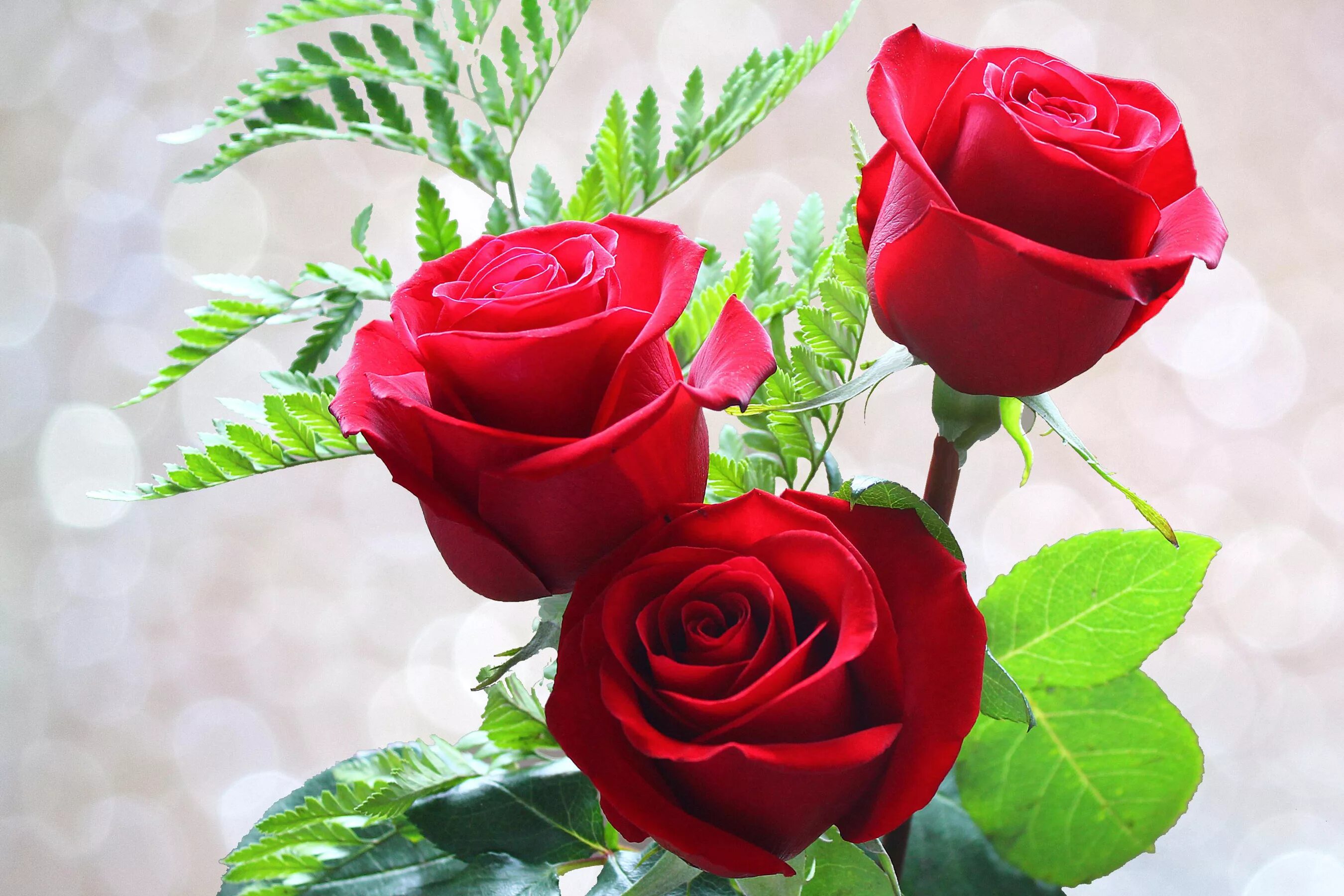Гули Садбарг букет. Красивые розы. Красивые красные розы. Gullar rasmi atirgul