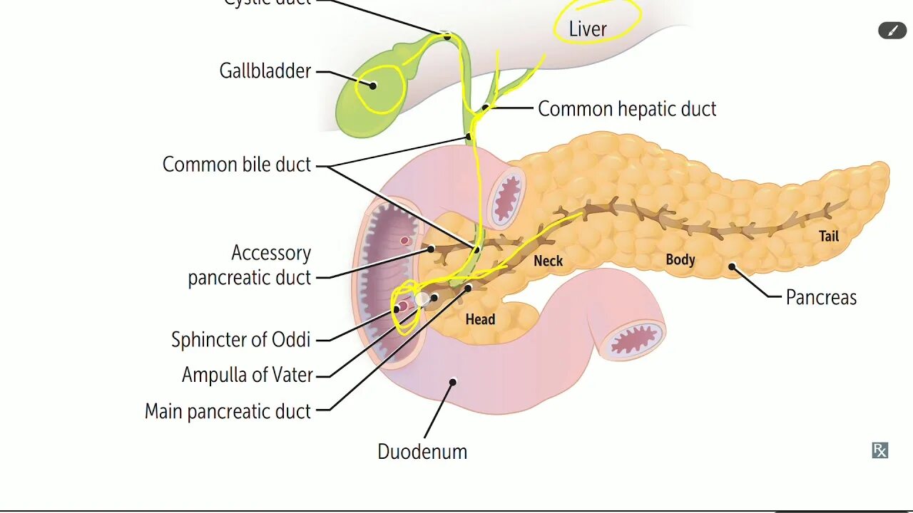 Желчный пузырь сфинктер Одди анатомия. Поджелудочная железа сфинктер Одди. Печень и сфинктер Одди. Сфинктер Одди острый панкреатит. Сфинктер расположение