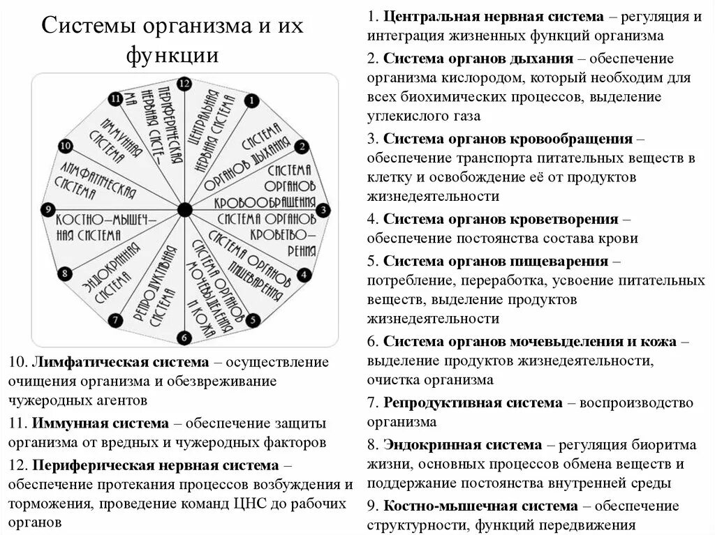 Основные функции систем организма