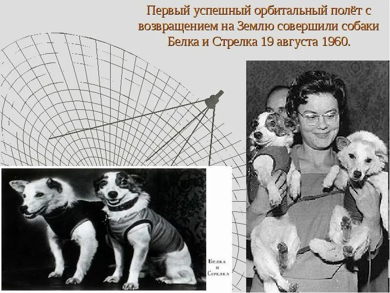 Первое живое существо совершившее орбитальный полет. Собаки белка и стрелка. Первая собака полетевшая в космос. Первые собаки космонавты белка и стрелка. Портрет белка и стрелка.