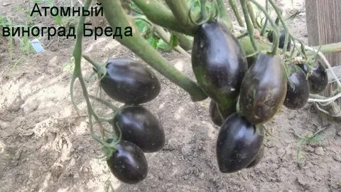 Атомный виноград бреда урожайность