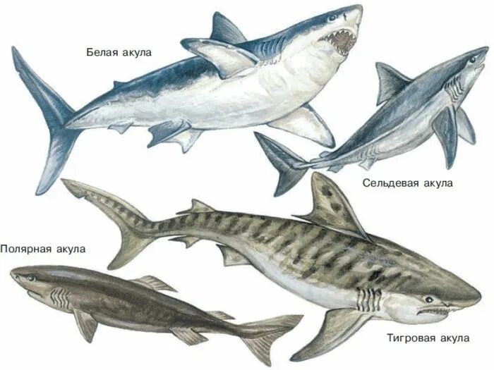 Хрящевые рыбы 5 класс. Хрящевые рыбы акулы представители. Отряд хрящевые акулы представители. Хрящевые рыбы биология. Акула сельдевая Тихоокеанская класс.