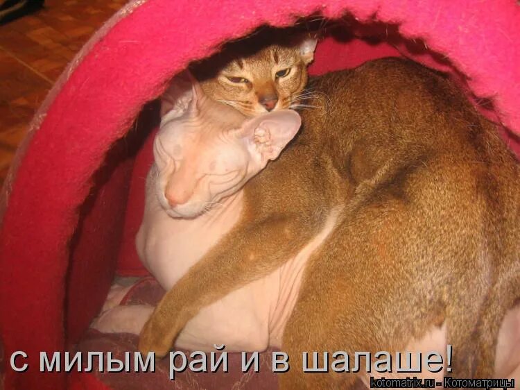 продажные девушки. с милым рай и в шалаше. с милым в шалаше. шалаш для кота. с милым рай и в шалаше мужское.