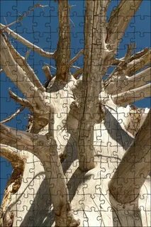 Tree like